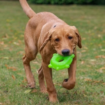 Ice Paws Cooling Toys – Freezable Teething & Summer Dog Toys