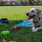 Ice Paws Cooling Toys – Freezable Teething & Summer Dog Toys