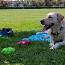 Ice Paws Cooling Toys – Freezable Teething & Summer Dog Toys